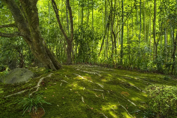 Japoński pięknego zielonego parku w okresie letnim. — Zdjęcie stockowe