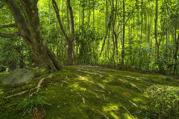 Mooie Japanse groene park in de zomer. — Stockfoto