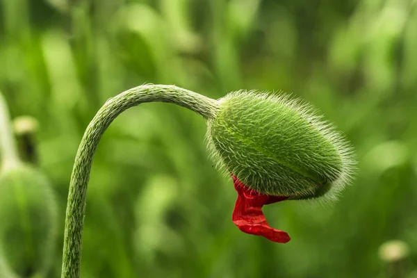 Young green poppy sprout. Young spring plant. Sprout of a young poppy in a meadow. — Stock Photo, Image