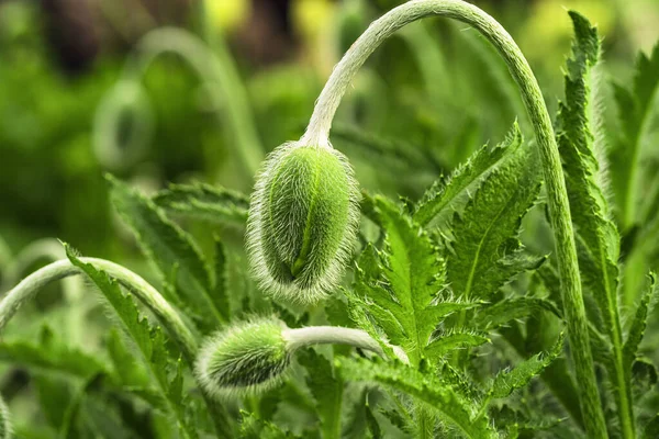 Brote de amapola verde joven. Planta joven de primavera. Brote de una amapola joven en un prado . — Foto de Stock