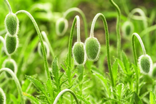 Malý zelený mák. Mladá jarní rostlina. Výhonky mladého MÁKA na louce. — Stock fotografie