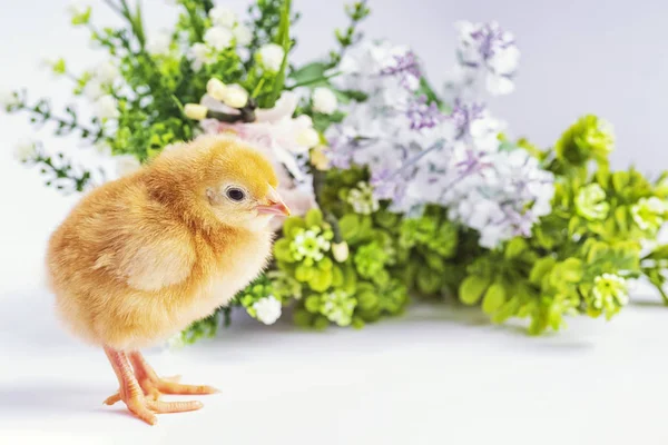 Pollitos recién nacidos. Pollos amarillos con una flor . —  Fotos de Stock