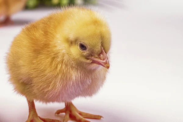 Pollo amarillo recién nacido sobre fondo claro, pollito amarillo, pollito —  Fotos de Stock