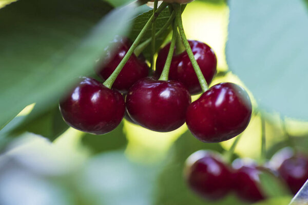 Красные органические вишни на ветке вишни, ветви-макро, спелые вишни на ветке
.