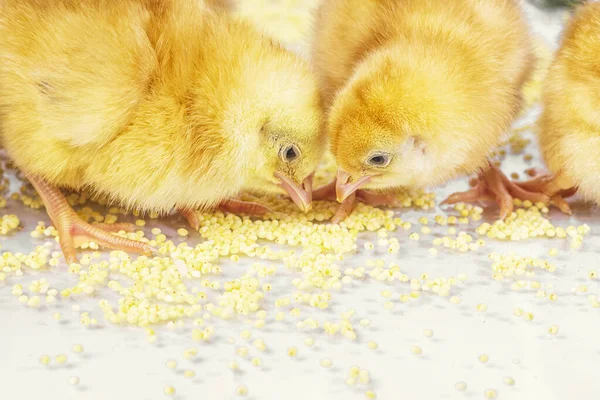 Pollitos recién nacidos. Pollos amarillos comen mijo . —  Fotos de Stock