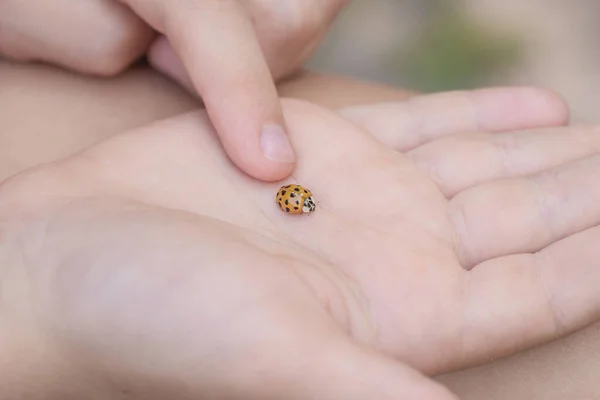 Coccinelle sur la paume de votre main. Insectes, coccinelle sur la paume. Focus doux et sélectif . — Photo