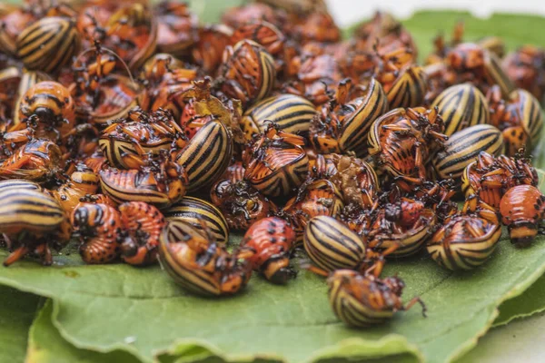 Potato bugs on foliage of potato in nature, natural background, close view.Colorado beetle eats a potato leaves young.Colorado potato beetle on a light background.Many Colorado potato beetle. — Stock Photo, Image