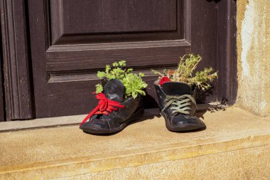 Yırtık ayakkabılarda yetişen bitkiler. Dekorasyon, saksı. Çiçek saksısı olarak eski deri ayakkabılar..