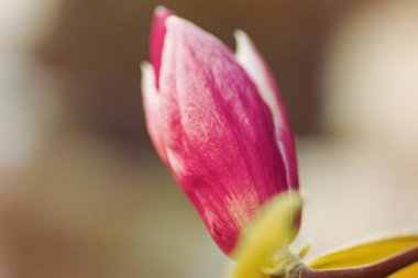 Baharda çiçek açan pembe manolyalar. Çiçekli Manolya Lale Ağacı. Magnolia soulangeana yakın çekim, yumuşak odaklanma.