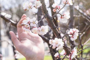 Güneşli bahar gününde çiçek açan sakura. Baharda Sakura çiçeği açar. Sakura çiçekleri yakın plan..