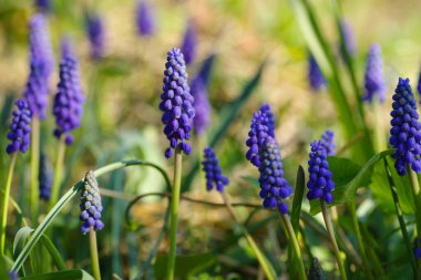 Bir bahar günü Muscari Ermeniacum veya üzüm sümbülü kapatıyoruz. Mavi Muscari..