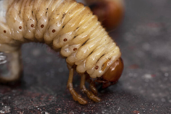 Larvae of a ground beetle. Ground parasites, beetle larva.larvae of a dung beetle close-up.