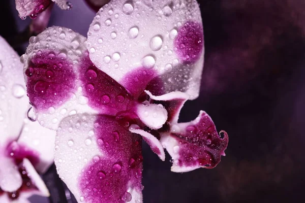 Orquídea Fechar Colorful Macro Imagem Uma Orquídea Flor Tropical Beautiful — Fotografia de Stock