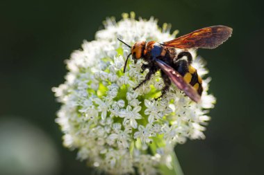 Scola lat. Megascolia maculata lat. Scolia maculata pullu giller familyasından bir arı türüdür. Megascolia maculata. Mamut wasp. Soğan çiçeğinde scola dev wasp.