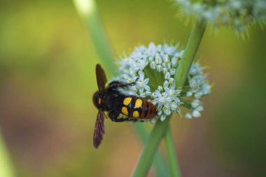 Scola lat. Megascola maculata lat. Scolia maculata, pullu Scola dev eşekarısı familyasından bir eşek arısı türüdür..
