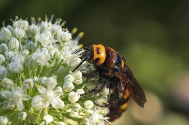 Scolia maculata, pullu bir eşekarısı familyasından bir arı türüdür. Mamut eşekarısı. Soğan çiçeğinin üzerindeki dev koka arısı..