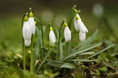 Bahar güneşli bir günde kar beyazı kar damlası. Çiçekler açıyor. Sığ alan derinliği.