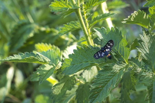 Una Mariposa Negra Sienta Sobre Una Hoja Ortiga Polilla Tigre — Foto de Stock