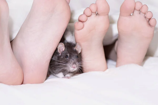 Twee Kinderen Voeten Gluuren Uit Van Onder Deken Een Grijze — Stockfoto