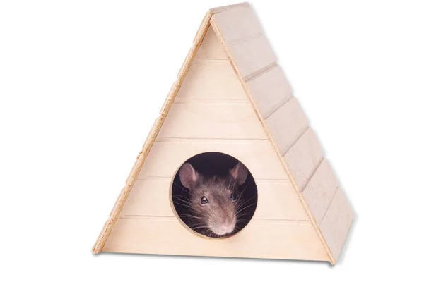 Mysz Patrzy Okrągłym Otworze Rat Domu Kufa Szarego Szczurka Rok — Zdjęcie stockowe