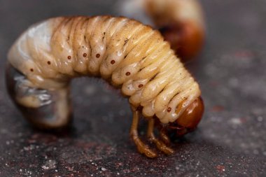 Böcek larvaları olabilir. Bok böceği larvaları..