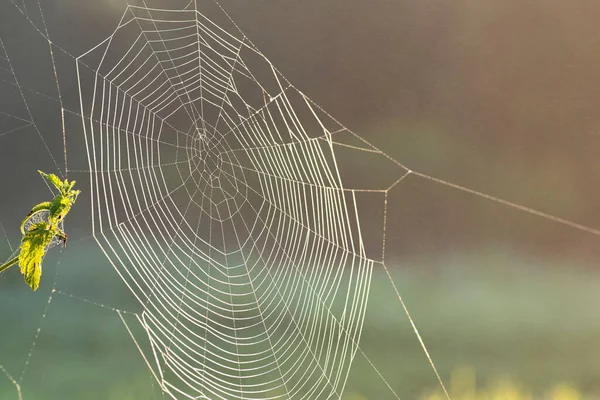 晴れた夏の日に茂みの上の薄い透明なWeb クローズアップ表示クモは網を編んだ — ストック写真