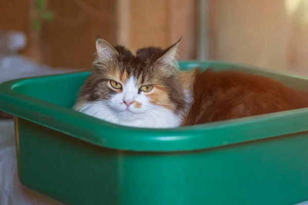 Γάτα Κάθεται Πλαστική Λεκάνη Κοντινά Πλάνα Μιας Γάτας Μια Λεκάνη — Φωτογραφία Αρχείου