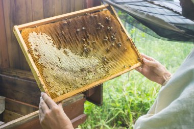 Arıcı peteğin çerçeveyle gösterilen arı kovanı, arı ile çalışma