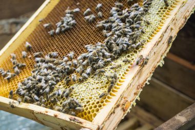 Arıcı peteğin çerçeveyle gösterilen arı kovanı, arı ile çalışma