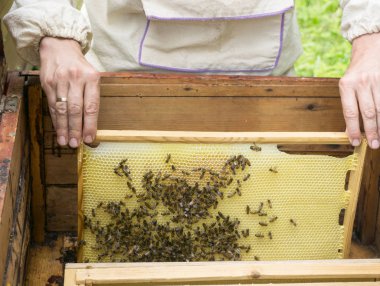 Arıcı peteğin çerçeveyle gösterilen arı kovanı, arı ile çalışma