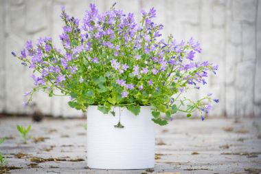 Letonya yaz ortası üzerinde beyaz Çiçeklik güzel çan çiçeği.