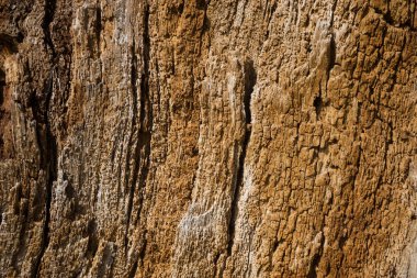 Eski meşe ahşap doku, ahşap arka plan deseni, vahşi tex ağaç