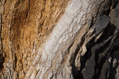 Eski meşe ahşap doku, ahşap arka plan deseni, vahşi tex ağaç