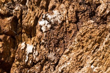 Eski meşe ahşap doku, ahşap arka plan deseni, vahşi tex ağaç