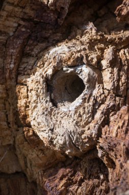 Eski meşe ahşap doku, ahşap arka plan deseni, vahşi tex ağaç