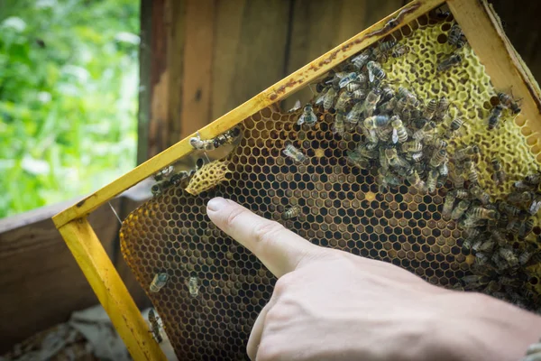 Imker Arbeitet Mit Bienen Bienenkorb Zeigt Den Rahmen Mit Waben — Stockfoto