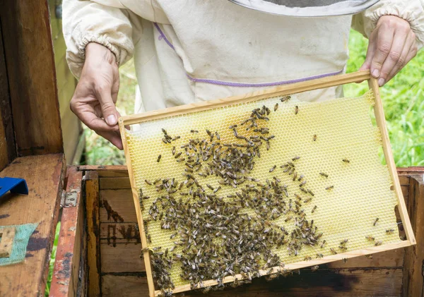 Apiculteur Travaillant Avec Des Abeilles Dans Une Ruche Montrant Cadre — Photo