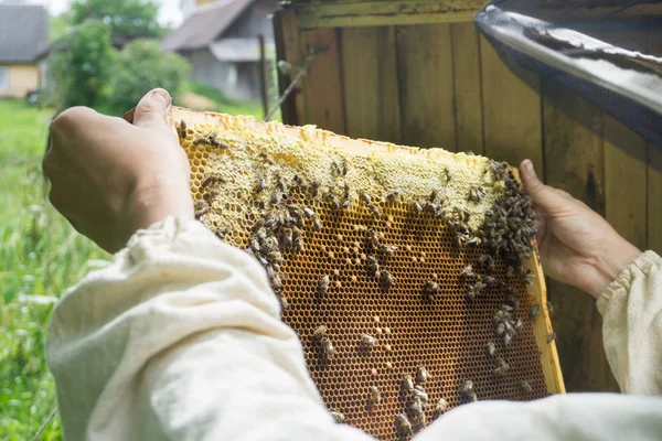Imker Arbeitet Mit Bienen Bienenkorb Zeigt Den Rahmen Mit Waben — Stockfoto