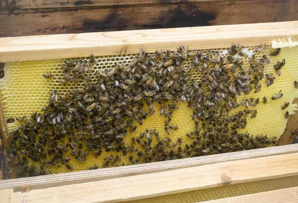 Praca Pszczoły Ulu Wyświetlono Ramki Plastrów Miodu Pszczelarz — Zdjęcie stockowe