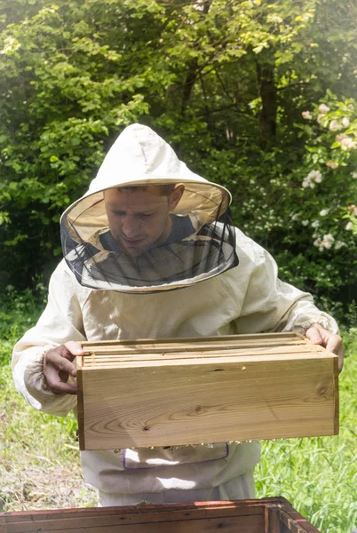 Imker arbeitet mit Bienen im Bienenkorb, zeigt den Rahmen mit — Stockfoto