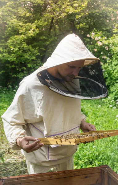 Peternak lebah bekerja dengan lebah di sarang lebah, menunjukkan frame dengan — Stok Foto