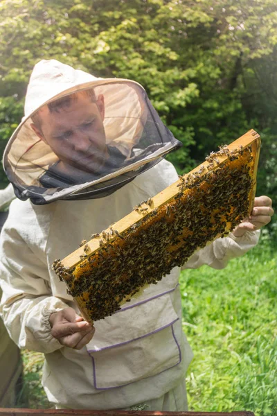 Imker arbeitet mit Bienen im Bienenkorb, zeigt den Rahmen mit — Stockfoto