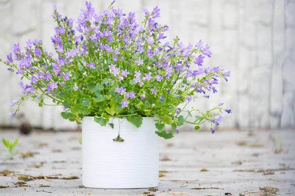 Beautiful bell flowers in white flowerpots on Midsummer in Latvia — Stock Photo, Image