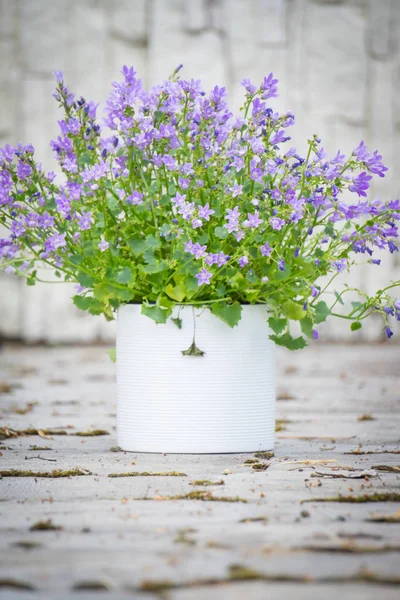Bellissimi fiori campana in vasi da fiori bianchi in mezza estate in Lettonia — Foto Stock