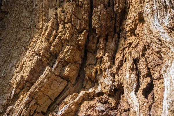 Eski meşe ahşap doku, ahşap arka plan deseni, vahşi tex ağaç