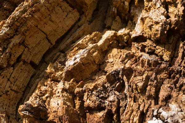 Eski meşe ahşap doku, ahşap arka plan deseni, vahşi tex ağaç