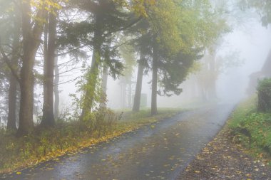 Gizemli sonbahar orman farklı renk ağaçlar ve yoğun fo
