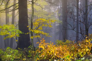 Gizemli sonbahar orman farklı renk ağaçlar ve yoğun fo