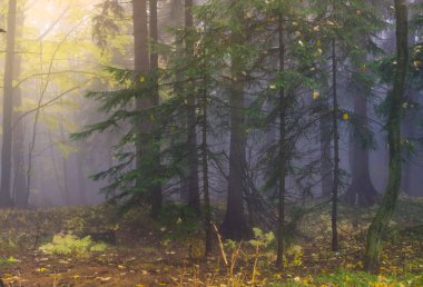 Gizemli sonbahar orman farklı renk ağaçlar ve yoğun fo