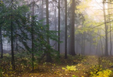 Gizemli sonbahar orman farklı renk ağaçlar ve yoğun fo